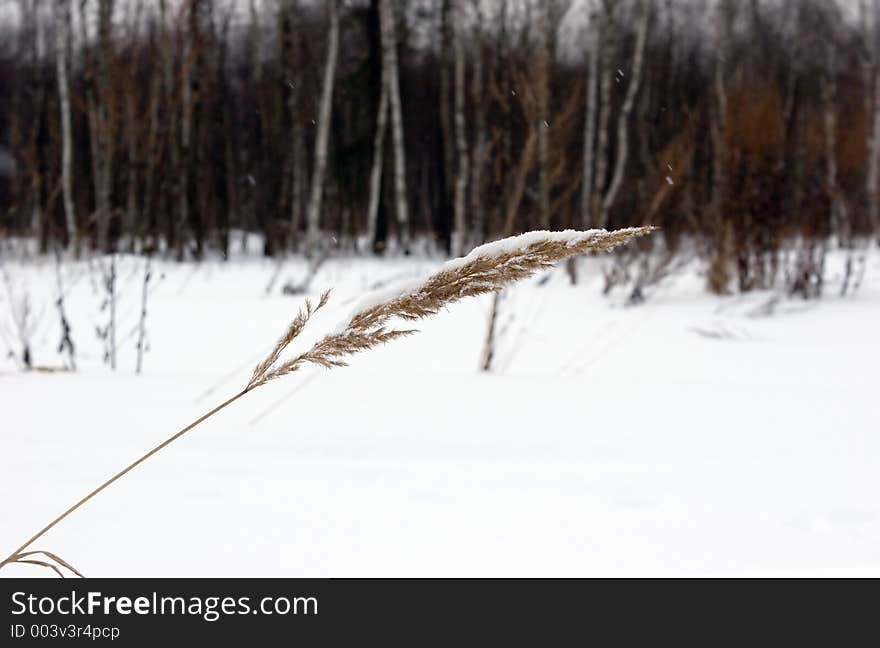 Dead grass under snow