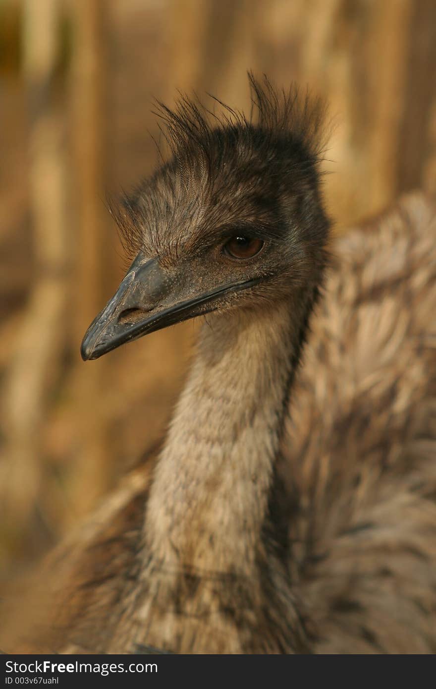 One brown emu taken in outback Australia.