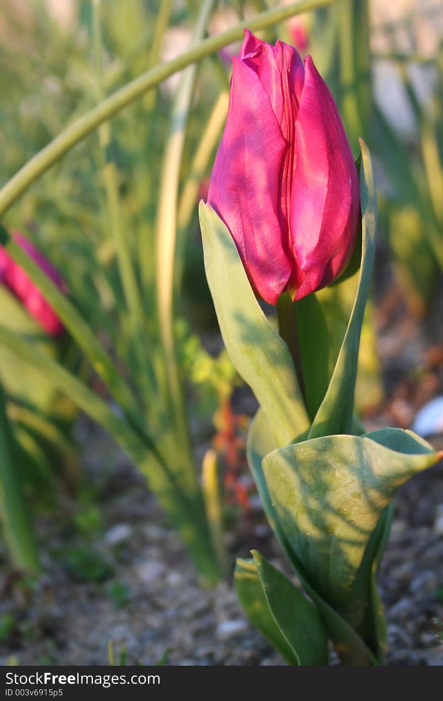 A beautiful tulip growing in the garden , esay to plant and a joy to see. The meaning of tulips : perfect lover , love , passion.