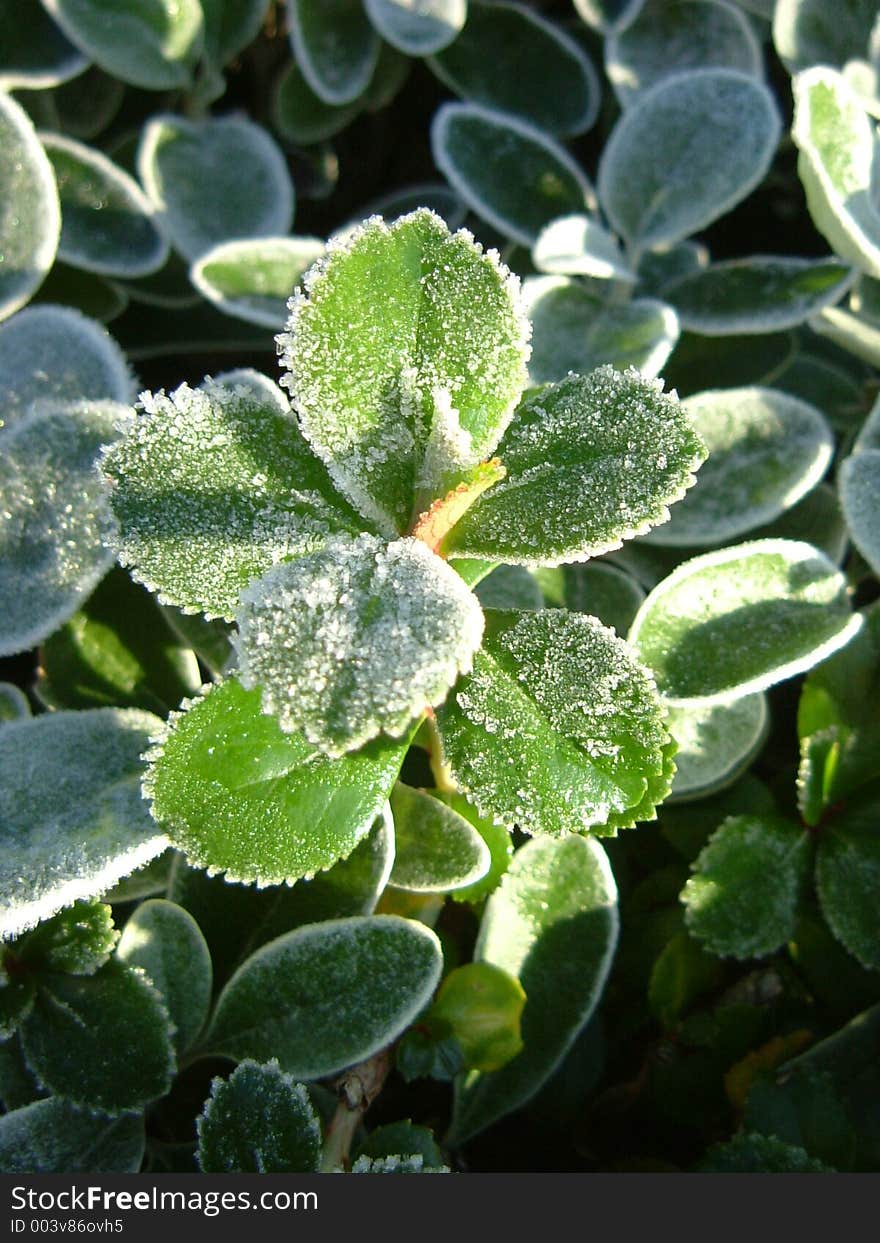 Frosty leaves