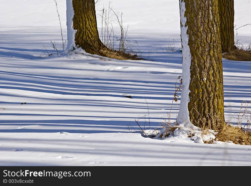 Tree shadows on snow