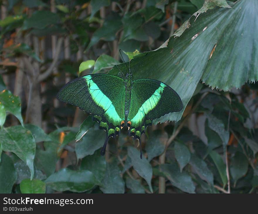 Green butterfly on a plant