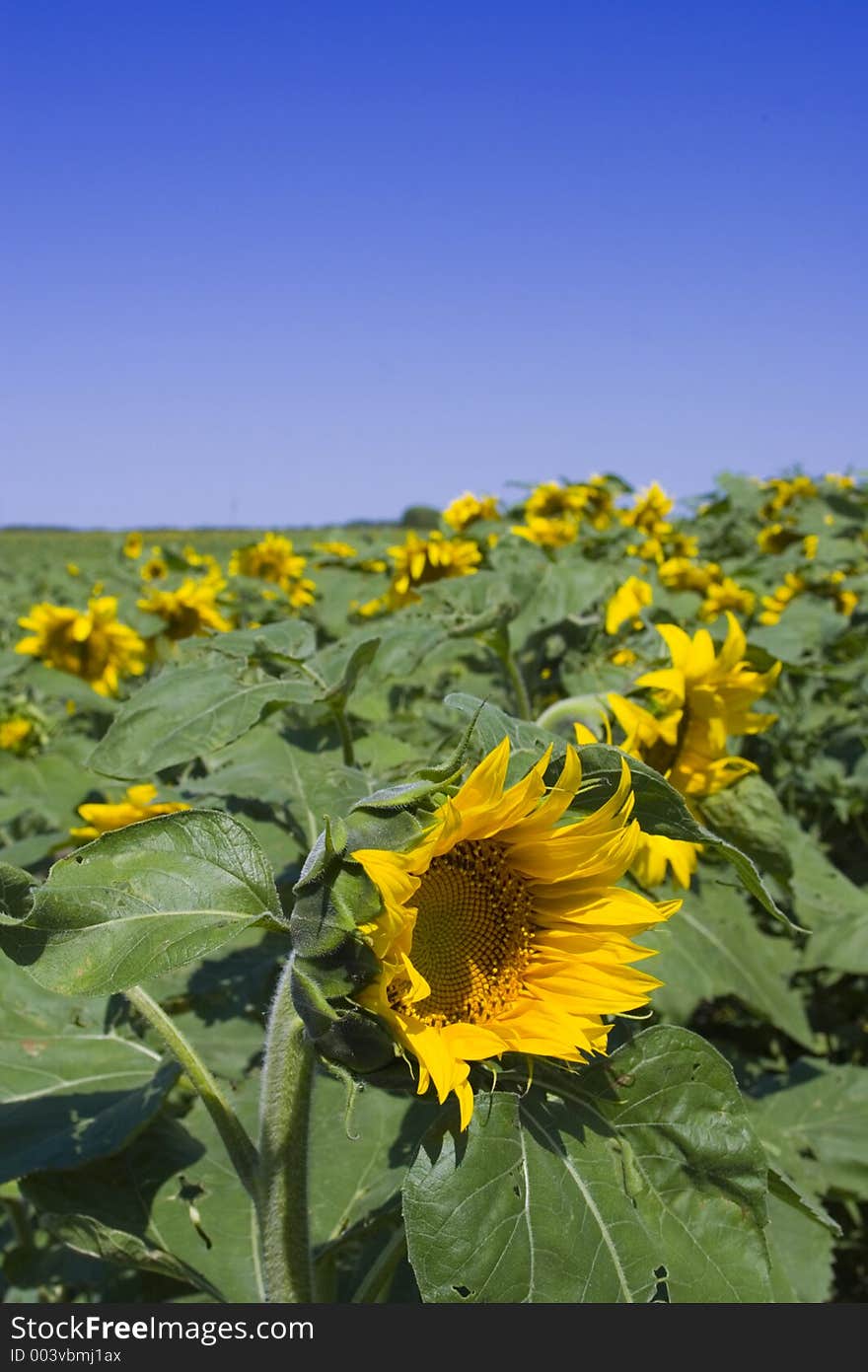 A field of sunflowers. A field of sunflowers