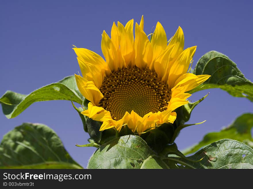 Sunflower