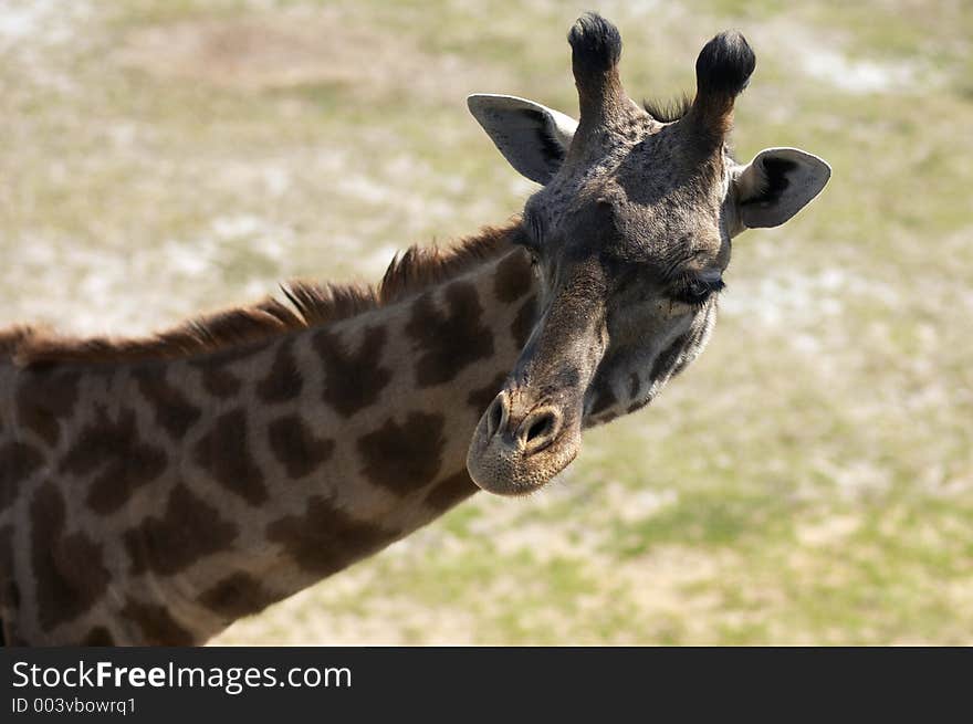 Giraffes neck and head