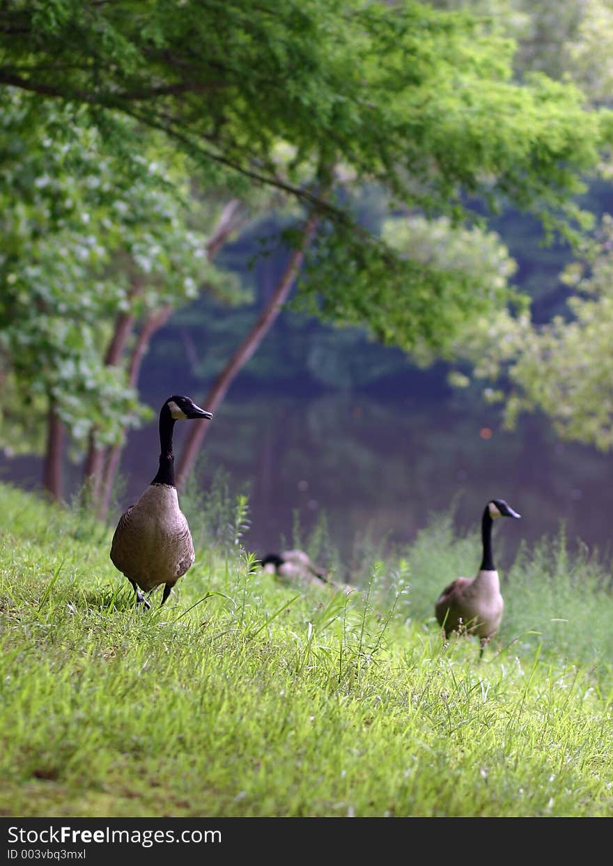 Canadian geese