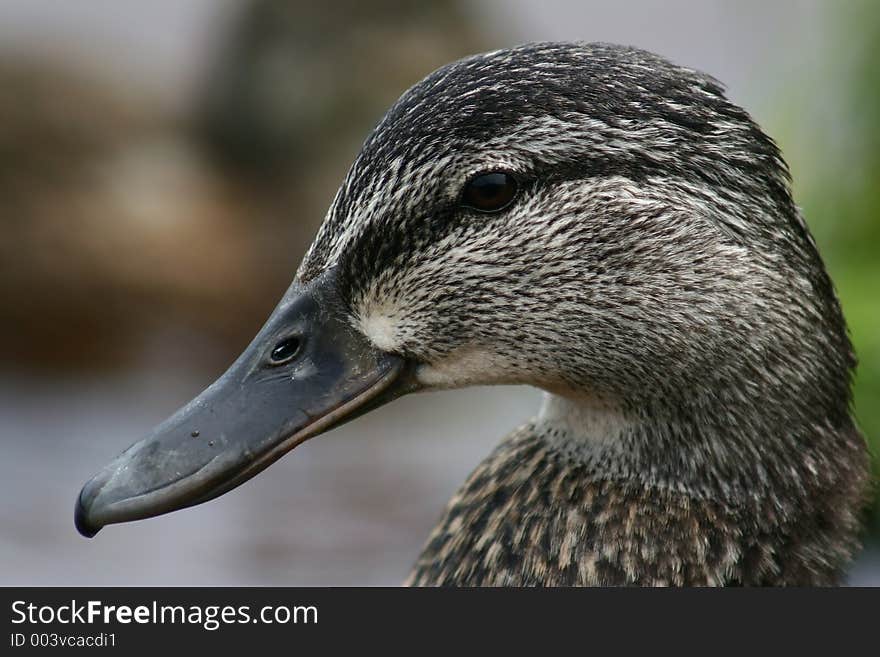 A female mallard head. A female mallard head