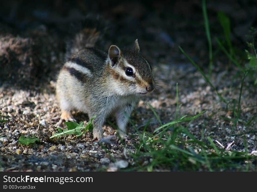 A chipmunk