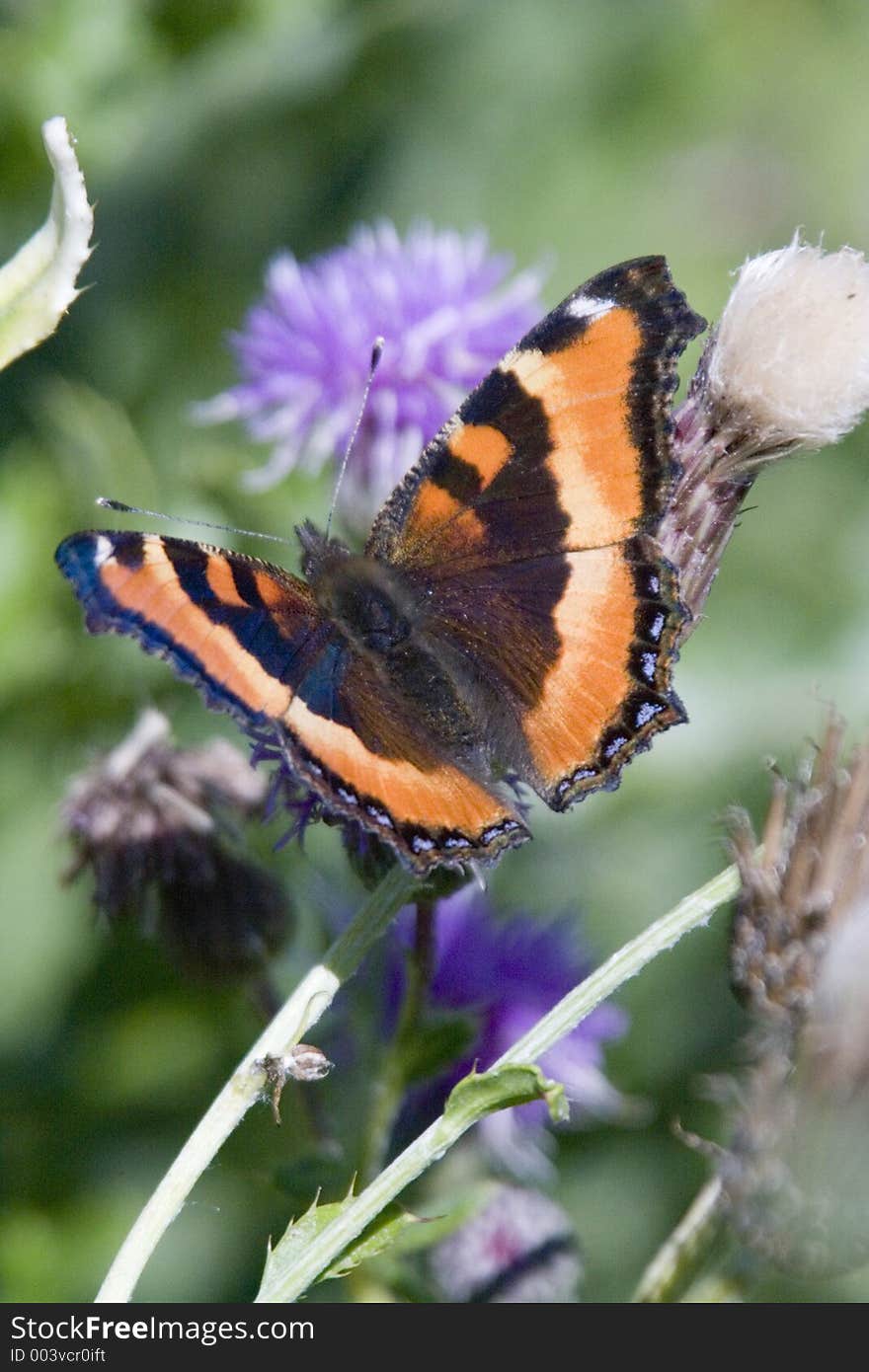 A butterfly on a flower