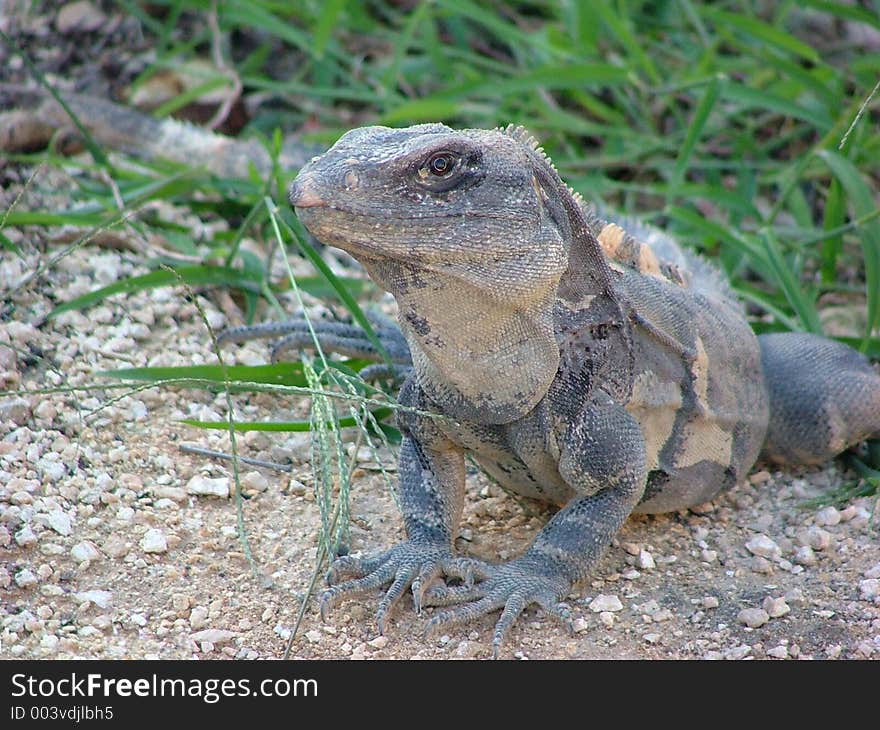 Mexico lizard from Riviera Maya region