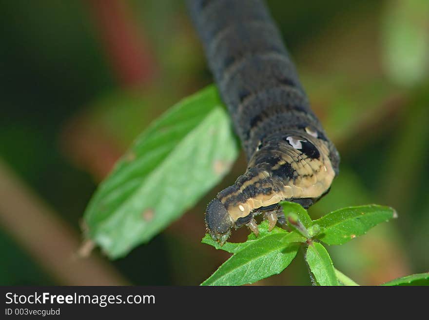 Caterpillar of butterfly Deilephila elpenor.