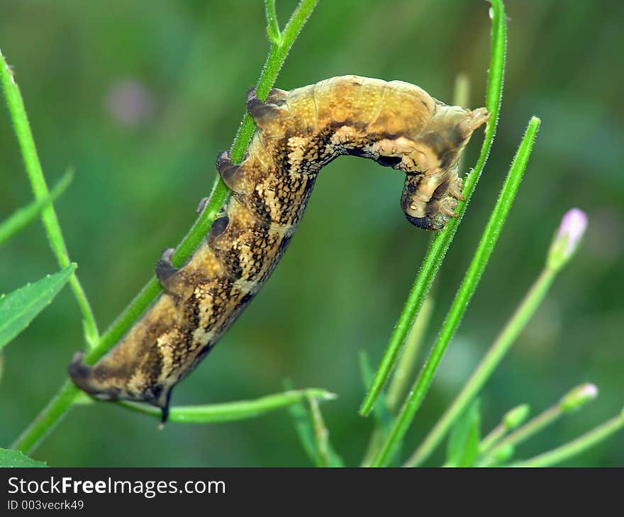 Caterpillar of butterfly Deilephila elpenor on Epilobium palustre.