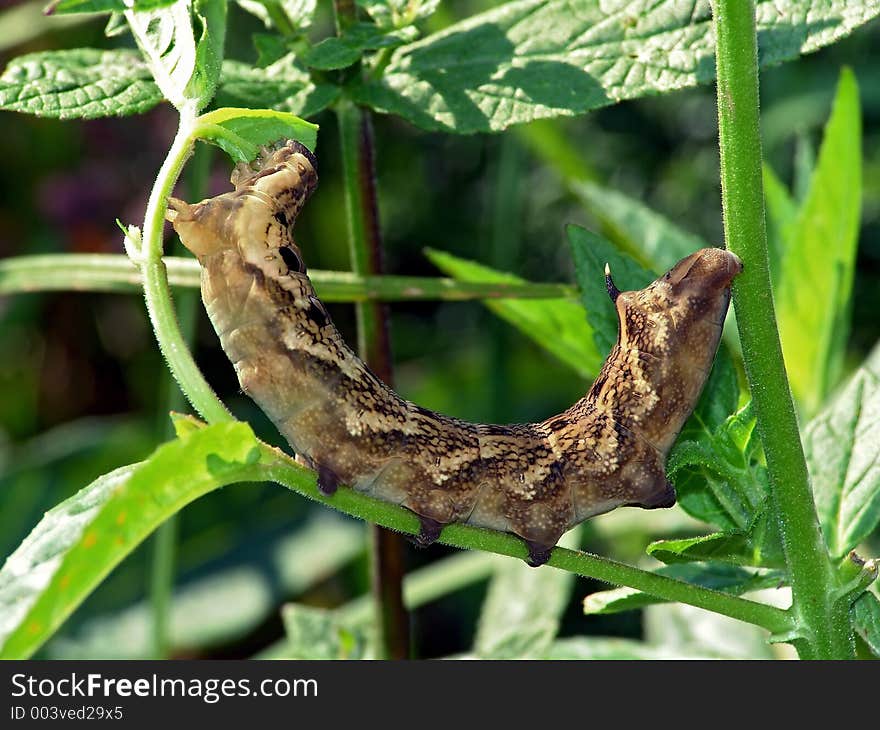 Caterpillar of butterfly Deilephila elpenor.