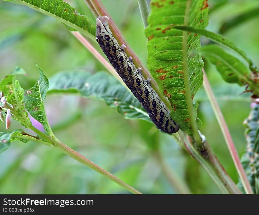 Caterpillar of the butterfly of family Sphingidae on Chamaenerion angustifolium.