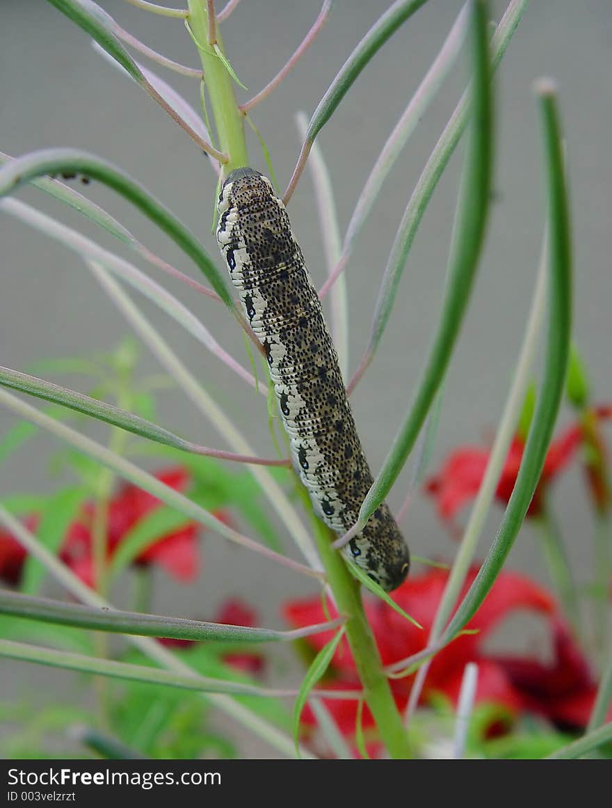 Caterpillar of the butterfly of family Sphingidae on Chamaenerion angustifolium.