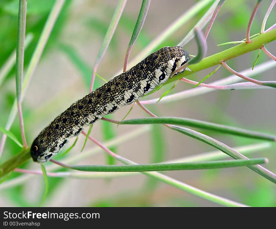 Caterpillar of the butterfly of family Sphingidae on Chamaenerion angustifolium.