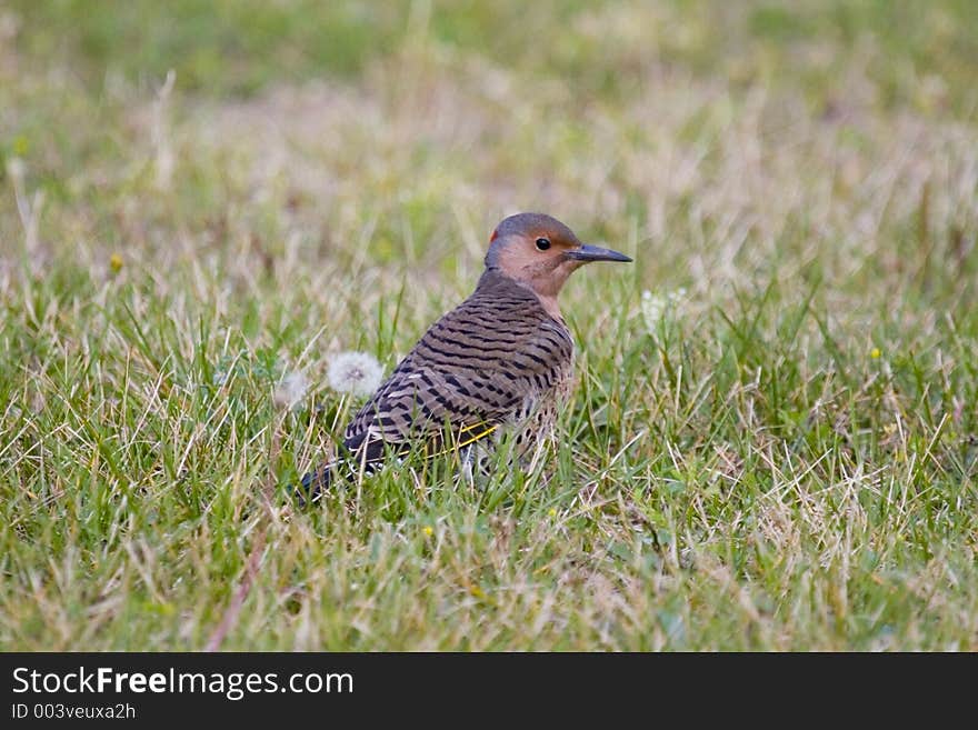 Norhtern Flicker