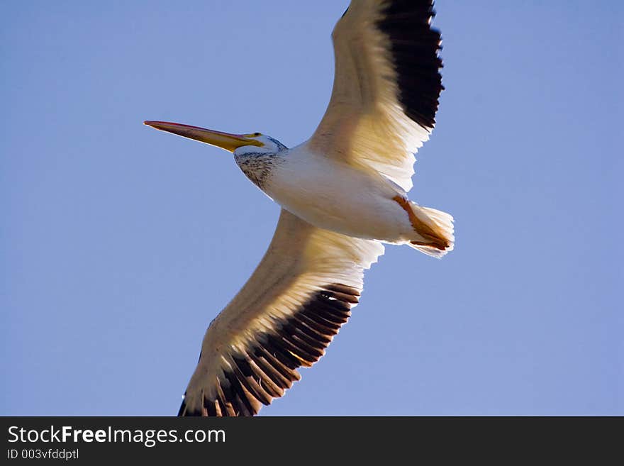 Flying Pelican