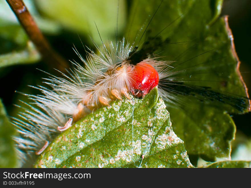 Tussock Moth Caterpillar