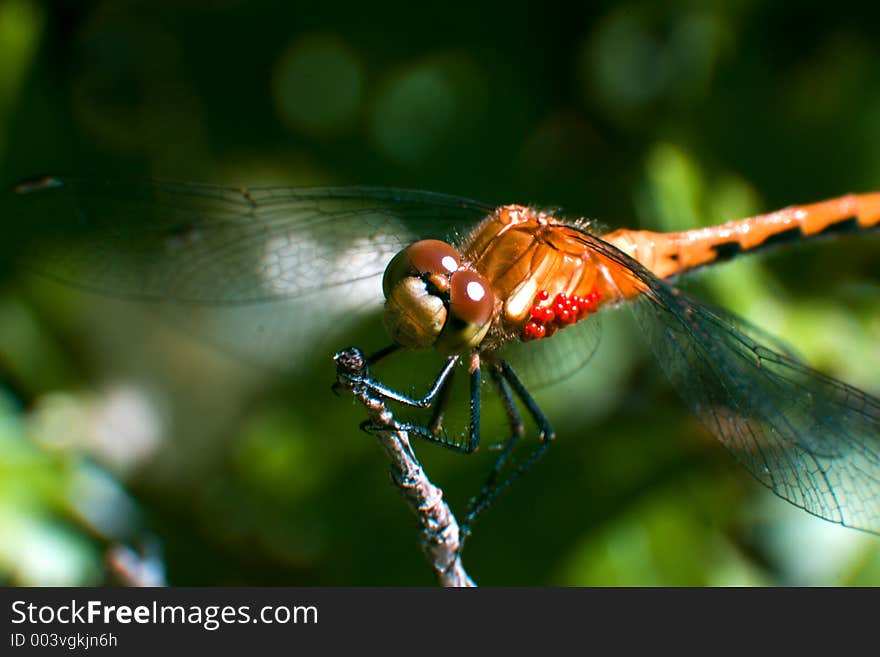 A damselfly