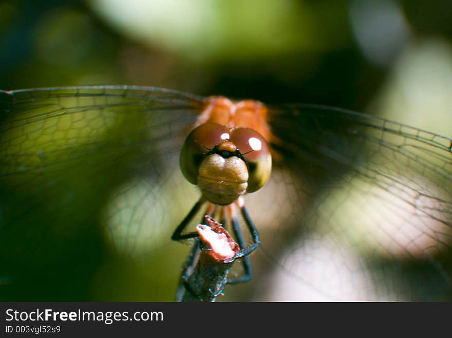 A damselfly sitting on a branch