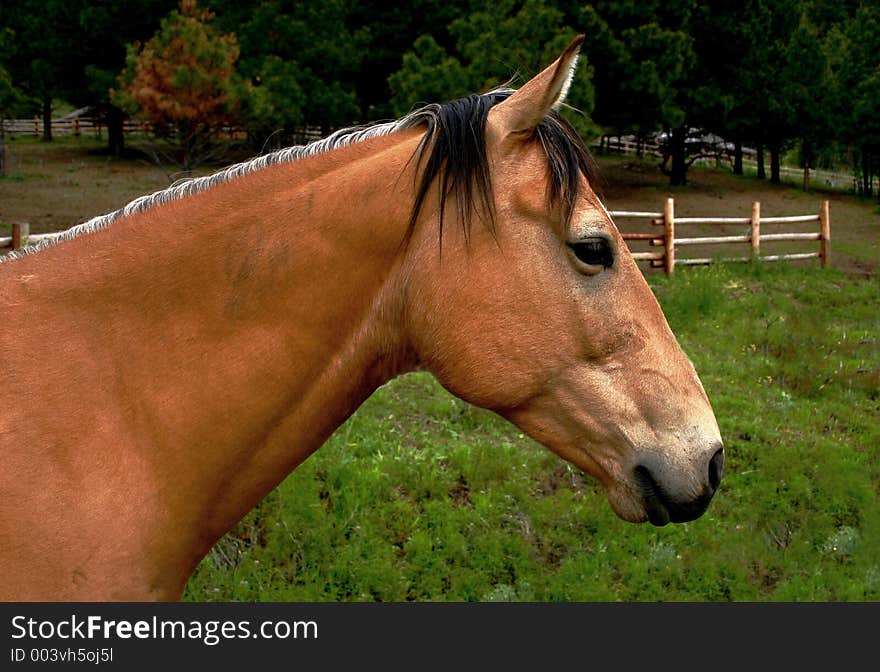 Portrait of a horse. Portrait of a horse