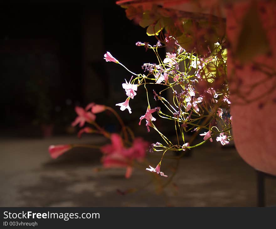 Flowers and sunshine