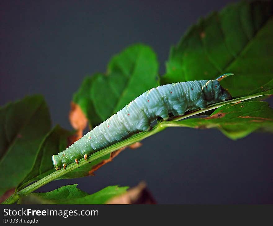 Caterpillar of butterfly Mimas tiliae.