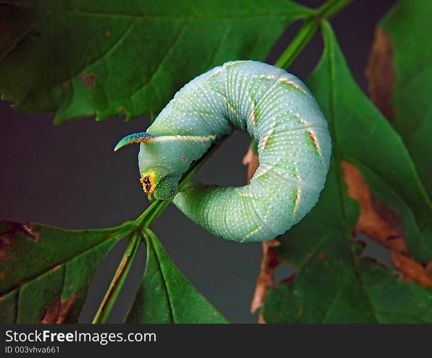 Гусеница бабочкиMimas tiliae семейства Sphingidae.. Длина тела около 55 мм. Фотография сделана в Московской области (Россия). Original date/time: 2002:07:14 19:12:13. Гусеница бабочкиMimas tiliae семейства Sphingidae.. Длина тела около 55 мм. Фотография сделана в Московской области (Россия). Original date/time: 2002:07:14 19:12:13.