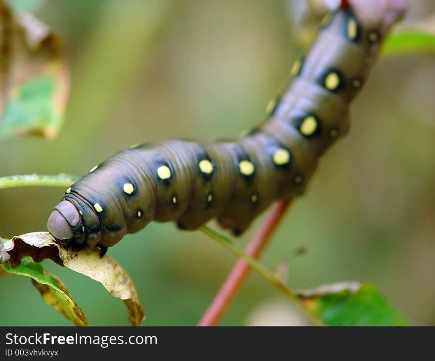 A caterpillar of butterfly Celerio galii families Sphingidae. Length of a body about 55 mm. The photo is made in Moscow areas (Russia). Original date/time: 2003:08:24 14:41:00. A caterpillar of butterfly Celerio galii families Sphingidae. Length of a body about 55 mm. The photo is made in Moscow areas (Russia). Original date/time: 2003:08:24 14:41:00.