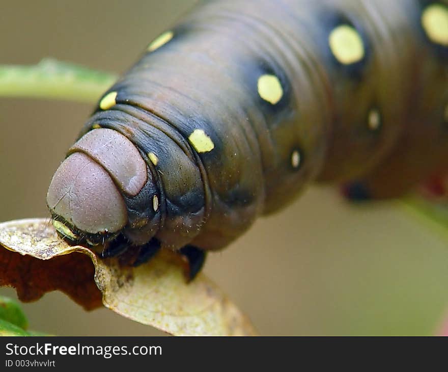 A caterpillar of butterfly Celerio galii families Sphingidae. Length of a body about 55 mm. The photo is made in Moscow areas (Russia). Original date/time: 2003:08:24 02:41:12. A caterpillar of butterfly Celerio galii families Sphingidae. Length of a body about 55 mm. The photo is made in Moscow areas (Russia). Original date/time: 2003:08:24 02:41:12.