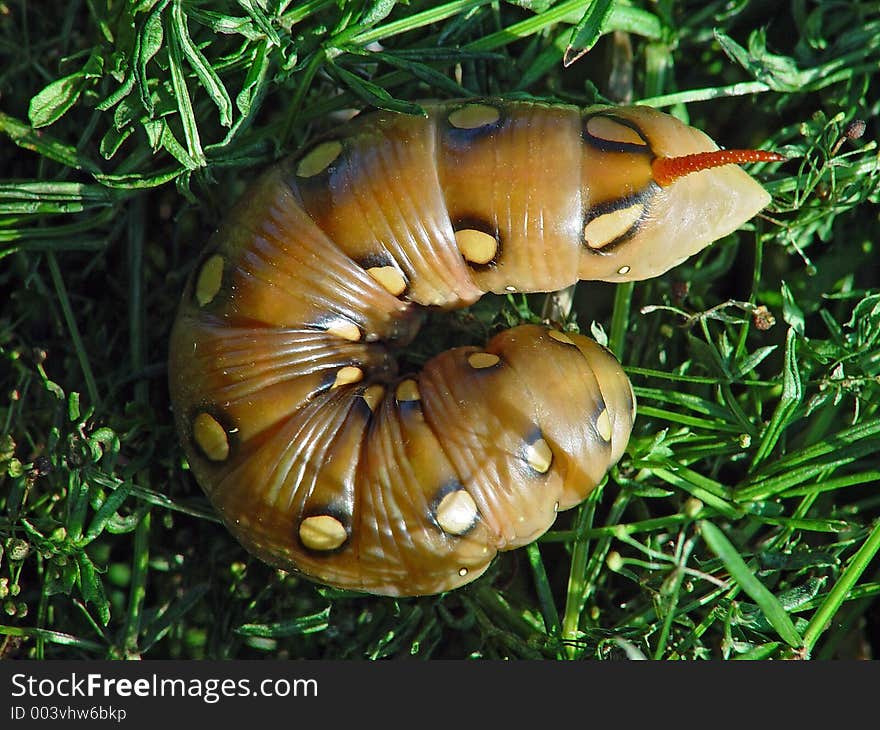 Caterpillar Of Butterfly Celerio Galii On Plant Galium.