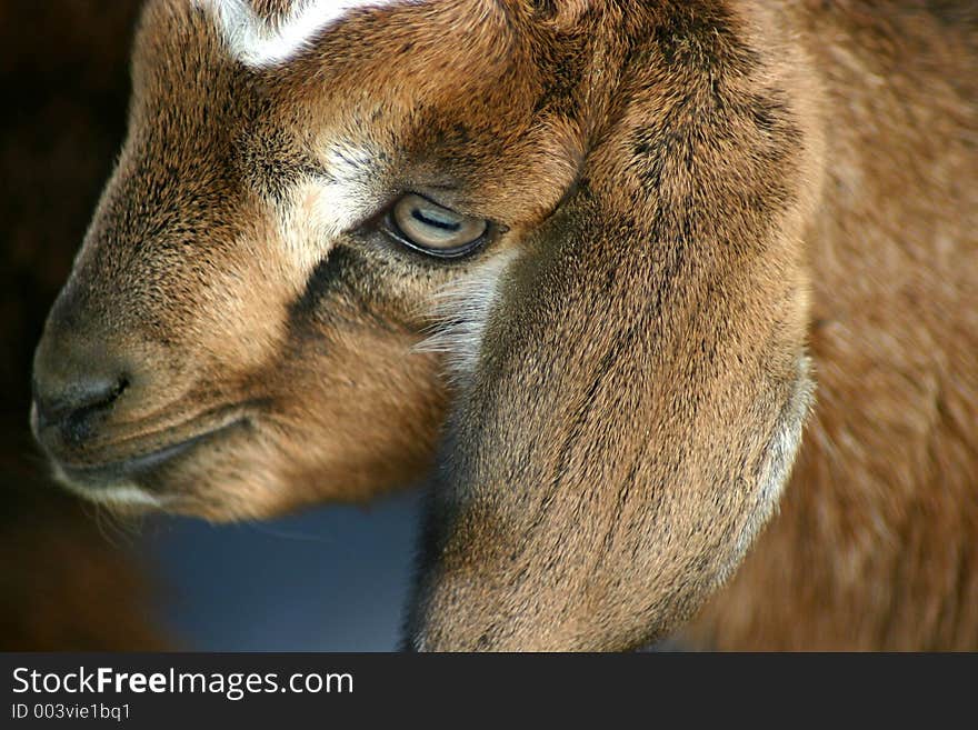 Nubian Goat Kid. Nubian Goat Kid