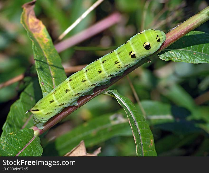 Caterpillar of butterfly Deilephila elpenor on Chamaenerion angustifolium.