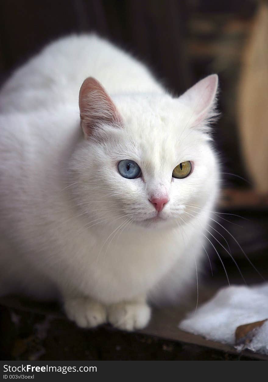 Portrait of a cat with different eyes