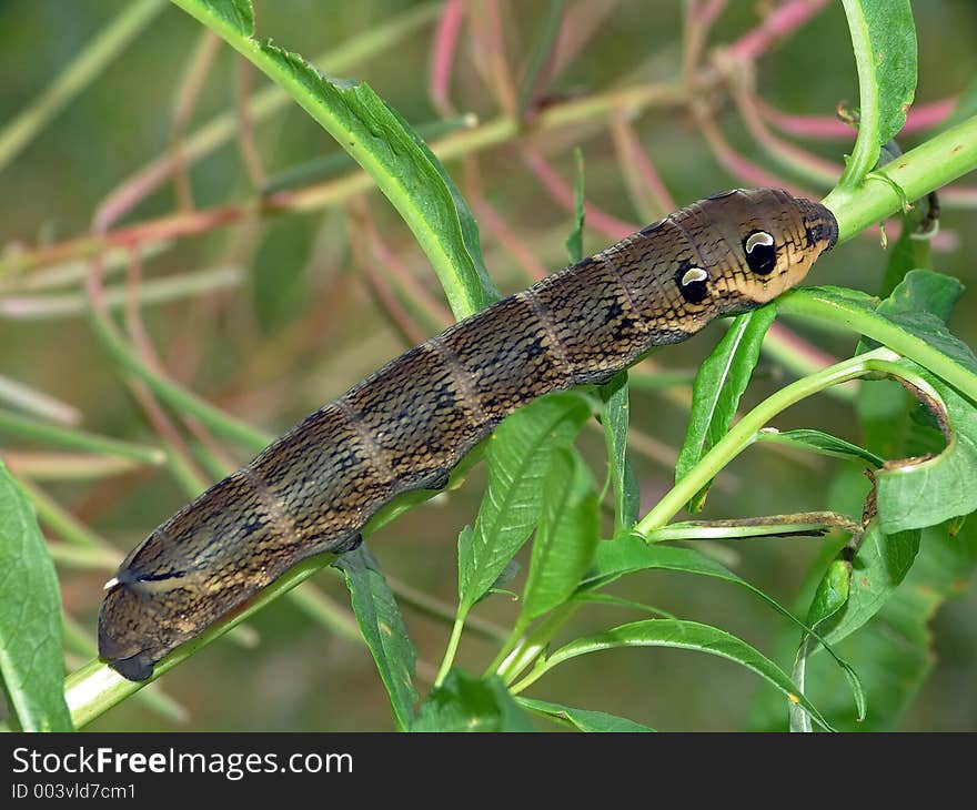 Caterpillar Of Butterfly Deilephila Elpenor On Chamaenerion Angustifolium.