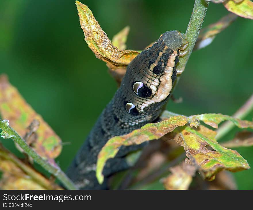 Caterpillar of butterfly Deilephila elpenor.