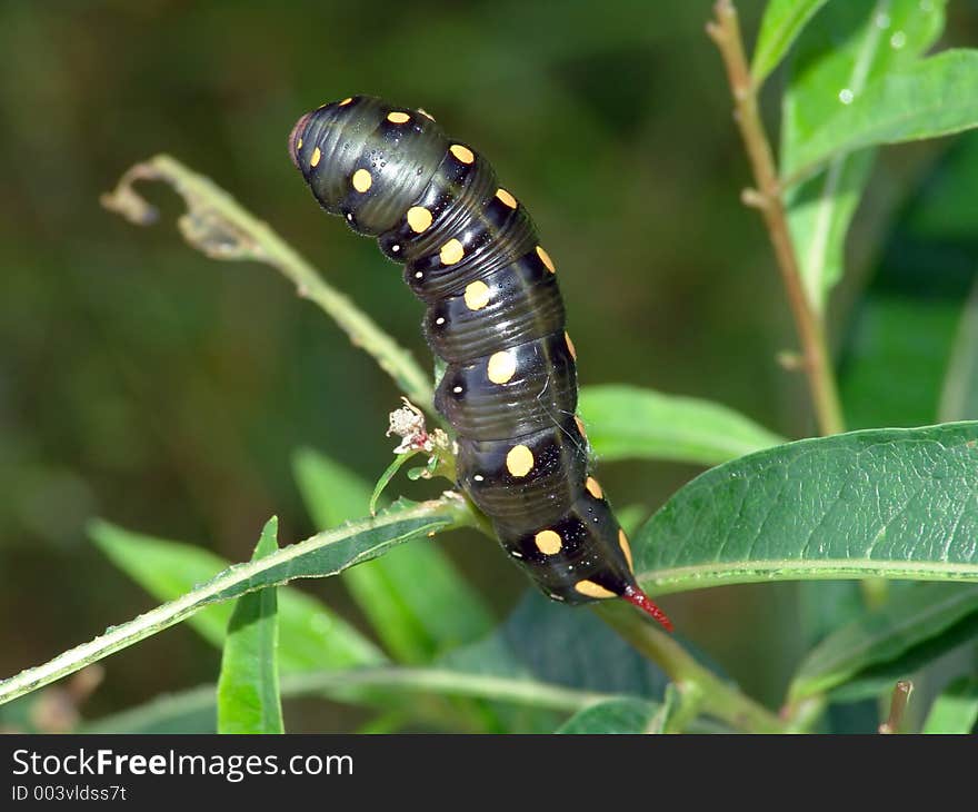 Caterpillar of butterfly Celerio galii on Chamaenerion angustifolium.