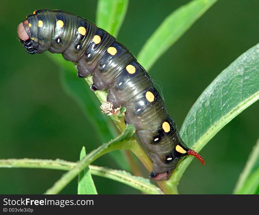 Caterpillar of butterfly Celerio galii on Chamaenerion angustifolium.