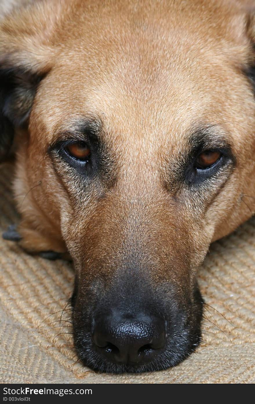 A ridgeback dog head shot looking sad and sorry. Canon EOS 20D. A ridgeback dog head shot looking sad and sorry. Canon EOS 20D