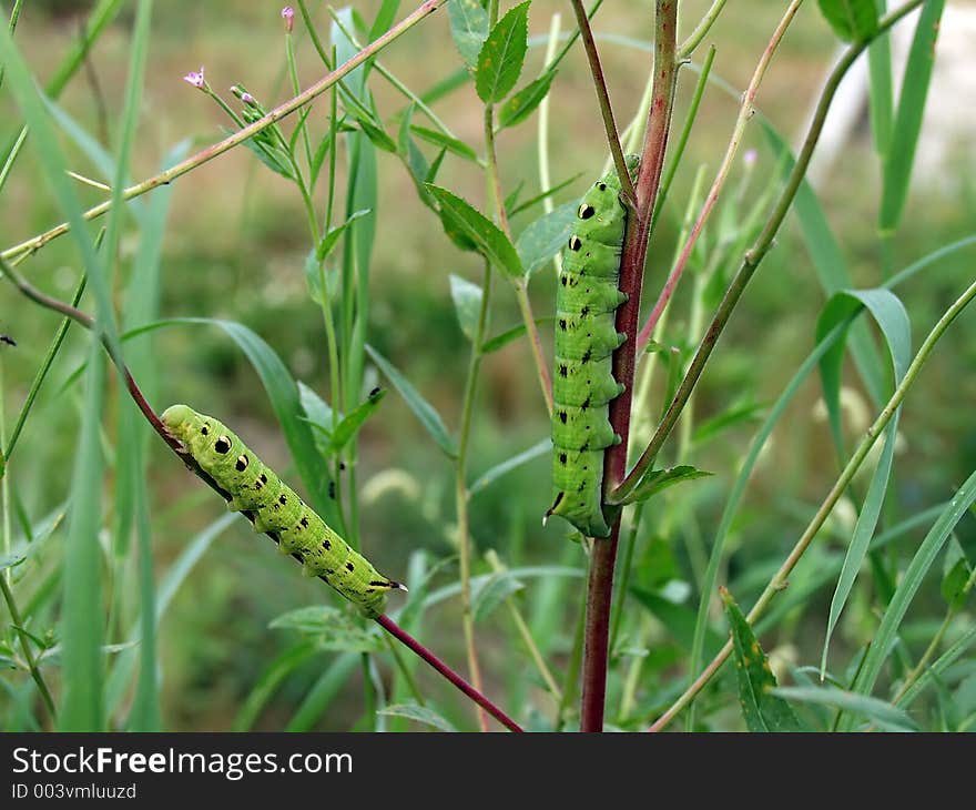 A caterpillar of butterfly Deilephila elpenor (the green form) families Sphingidae.. Length of a body about 55 mm. The photo is made in Moscow areas (Russia). Original date/time: 2001:07:27 20:51:46. A caterpillar of butterfly Deilephila elpenor (the green form) families Sphingidae.. Length of a body about 55 mm. The photo is made in Moscow areas (Russia). Original date/time: 2001:07:27 20:51:46.