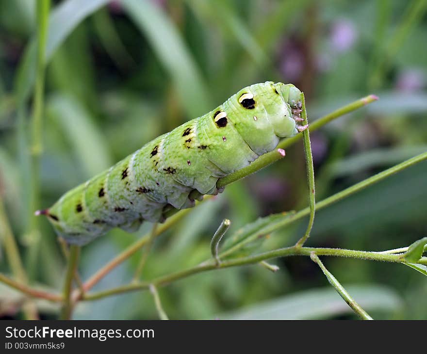 Caterpillar  of butterfly Deilephila elpenor on Epilobium palustre.