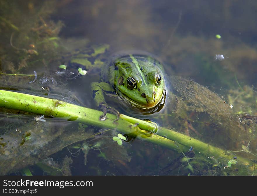 Green frog