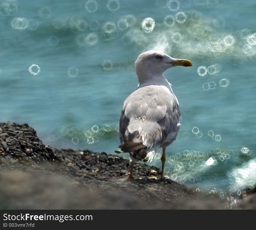 Seagull