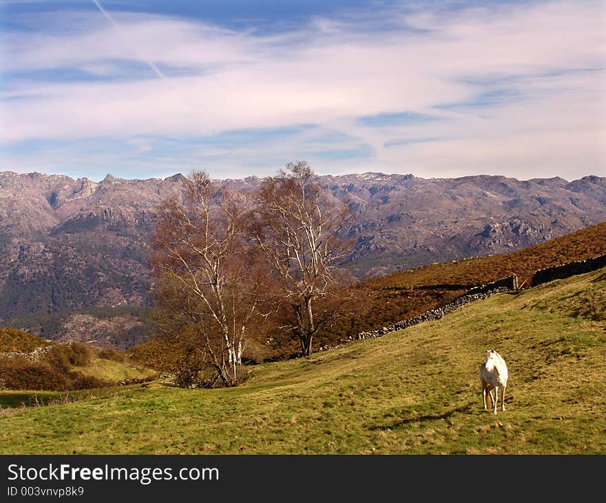 Spring landscape