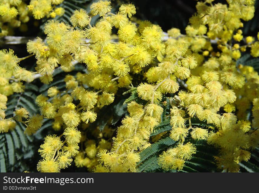 Yelow flowers. Yelow flowers