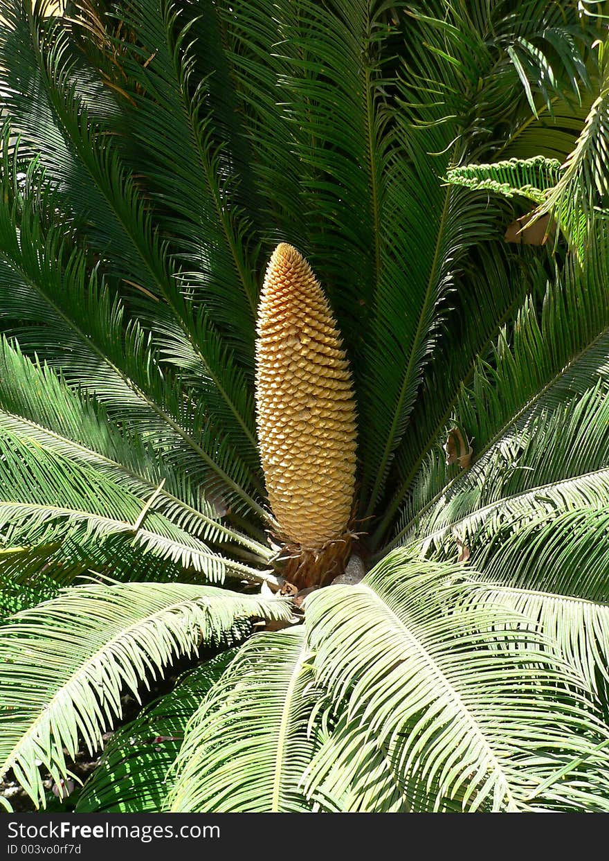 The mediterranean flower. The mediterranean flower