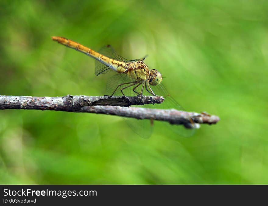 Close-up of dragonfly