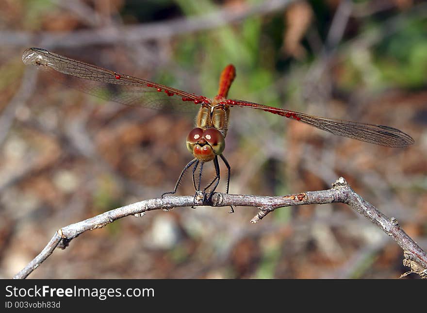 Close-up of dragonfly