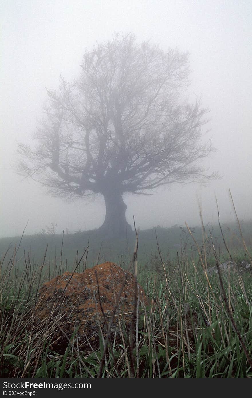 Fog's tree with stone. Fog's tree with stone